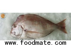 SEA BREAM