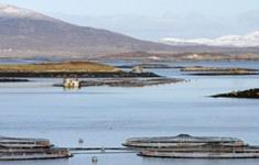 Norwegian aquaculture