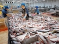 EU supports Vietnam for pangasius supply chain project