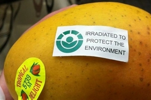 irradiated mangoes