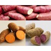 VIETNAMESE FRESH SWEET POTATO