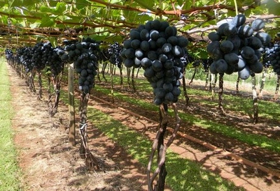 black grapes