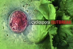 Cyclospora outbreak