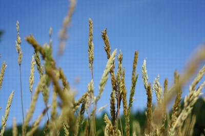 Genetically Modified Wheat trial