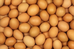 egg