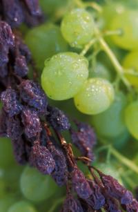 raisin-type grape