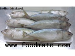 Indian Mackerl