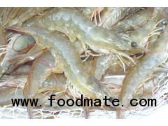 White Shrimp Vannamei