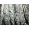 Ribbonfish whole and HGT