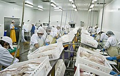 fish processing