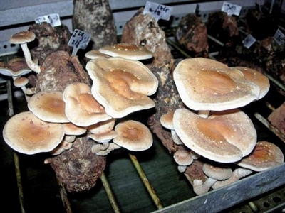 Shiitake mushrooms