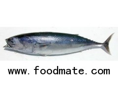 Frigate Mackerel