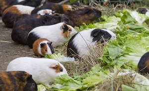 guinea pig