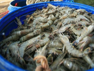 Indonesian shrimp 