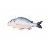 Silvery Black Seabream