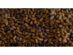 NATURAL CASSIA TORA SEEDS