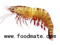 Grooved Tiger Prawn