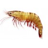 Grooved Tiger Prawn