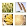 Food Grains