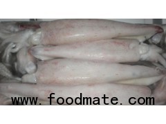 Frozen Loligo Squid