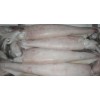 Frozen Loligo Squid