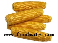 WHITE AND YELLOW CORN