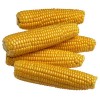 WHITE AND YELLOW CORN