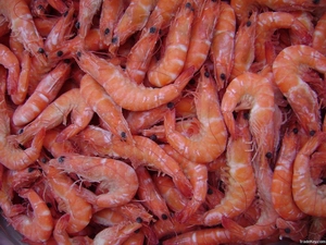 shrimp