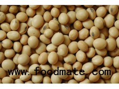 Soybean Seed