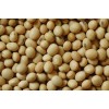 Soybean Seed