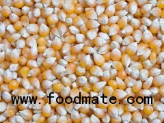 Yellow Maize