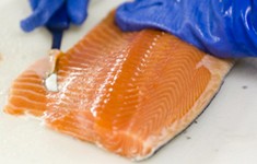 Norwagian salmon