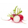 India Radish