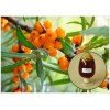 Organic Sea Buckthorn Fruit Oil with high content of OMEGA-7