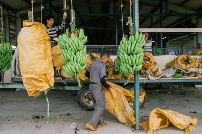 Taiwan’s banana