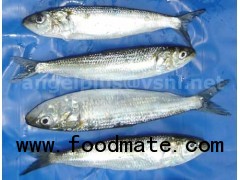 FROZEN SARDINE (SARDINELLA LONGICEPS)