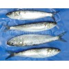 FROZEN SARDINE (SARDINELLA LONGICEPS)