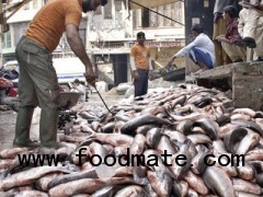 India Seafood Products