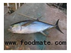 Yellowfin Tuna & Skipjack Tuna