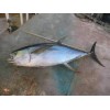 Yellowfin Tuna & Skipjack Tuna