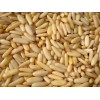 pine nuts kernel