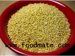 India millet