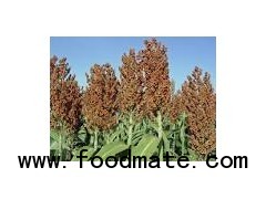 Sorghum from India