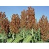 Sorghum from India