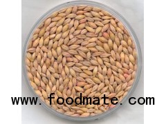 Barley from India