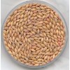 Barley from India