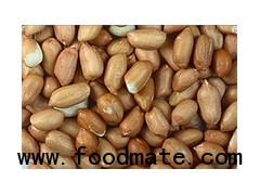 Peanut India