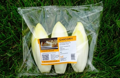 Chicory 