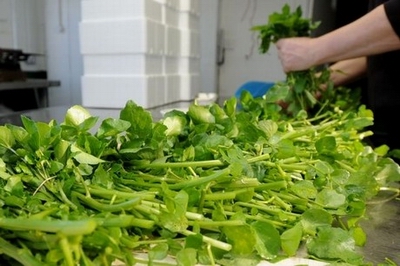 watercress