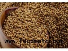 Coriander Seeds from India